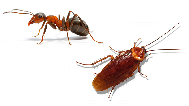 Cockroaches and Ants